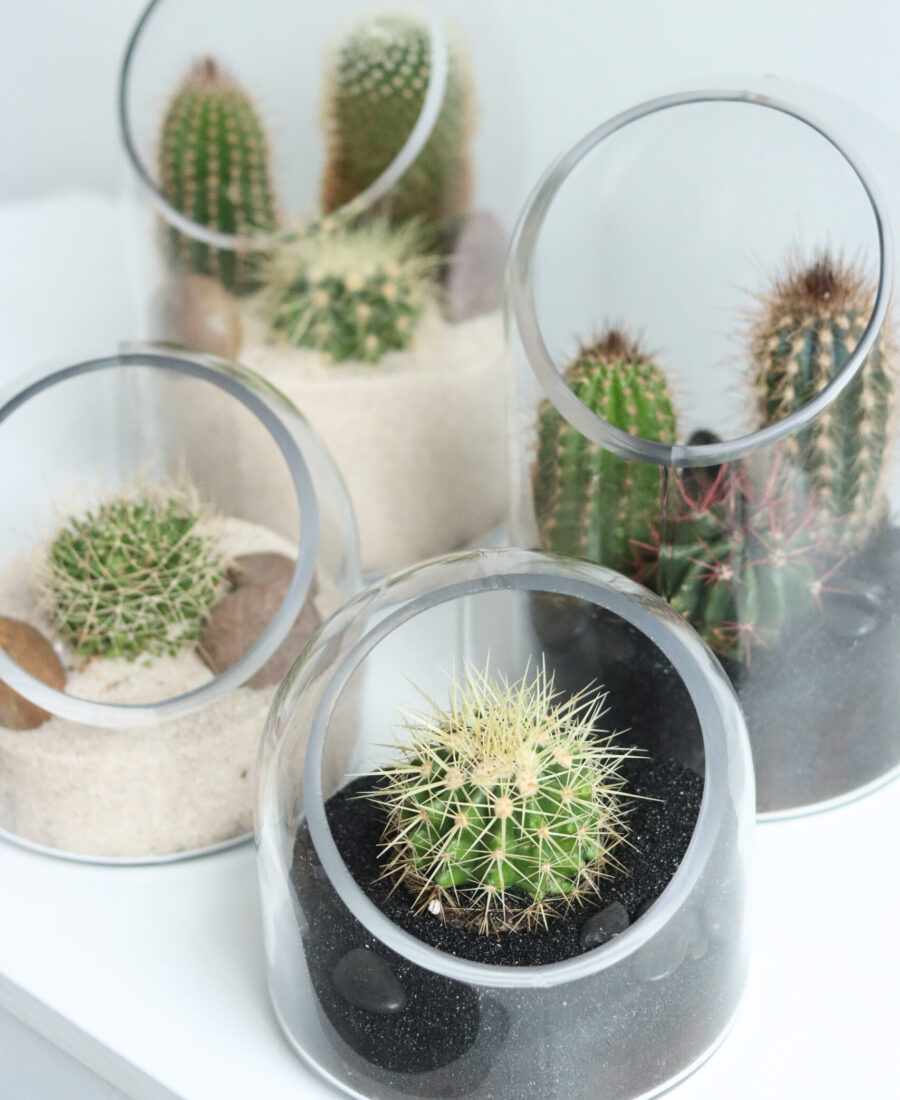 Cacti dome group closeup-1