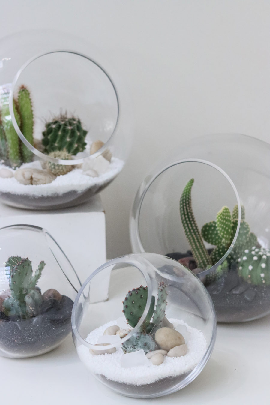 Cacti globe group closeup