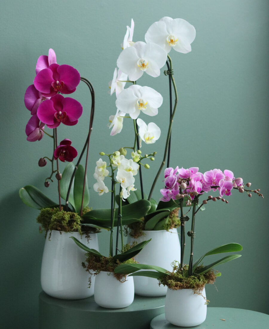 Orchids | PistilFlowers