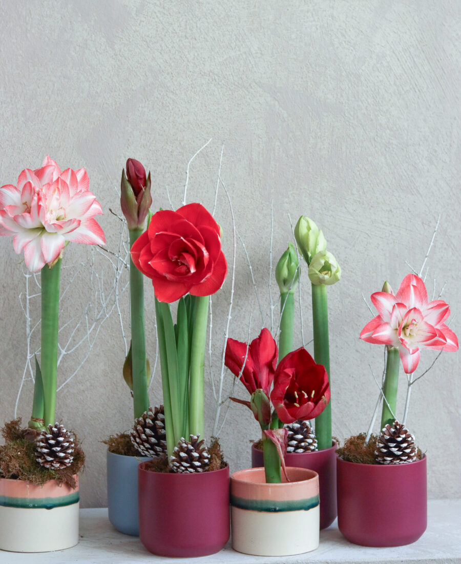 Amaryllis group closeup-1