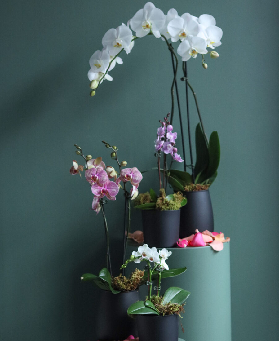 matte black orchids