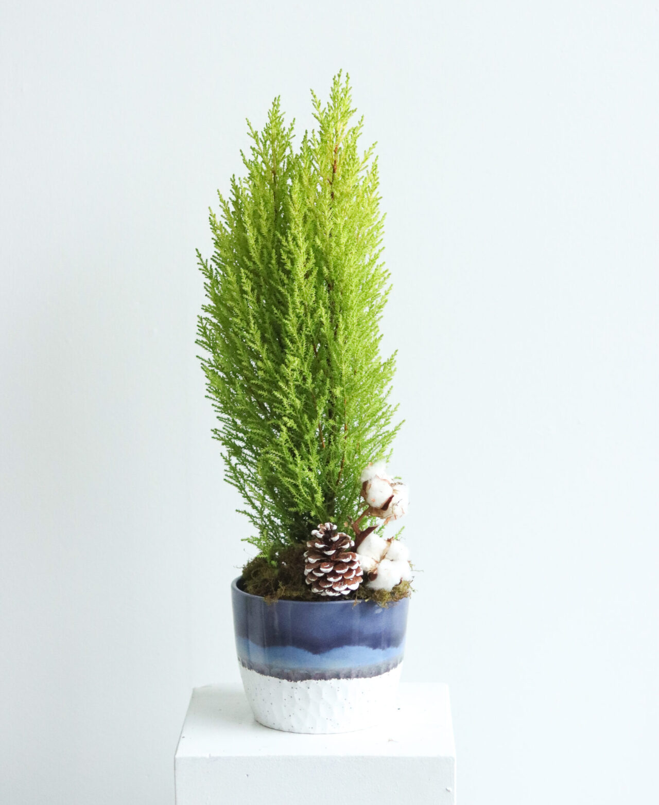 6” cypress tree in blue wash pot-1