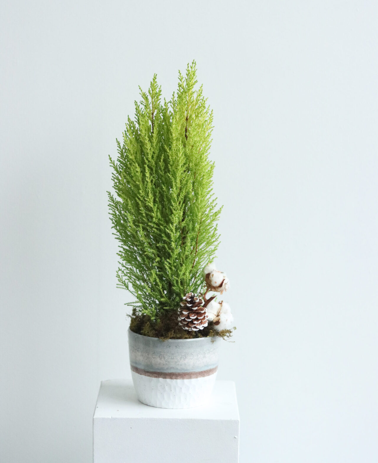 6” cypress tree in gray wash pot-1