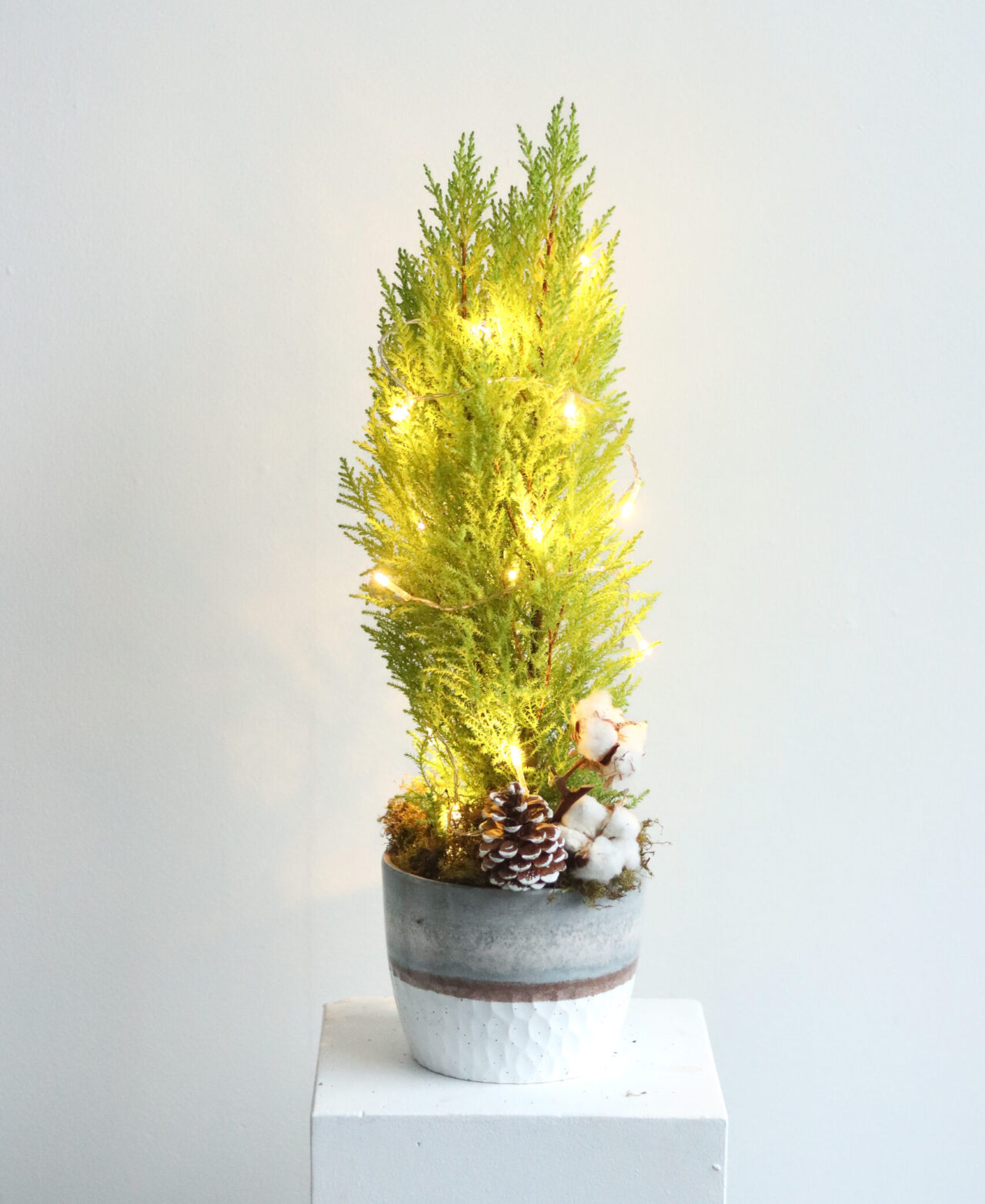 6” cypress tree lit in gray wash pot-1