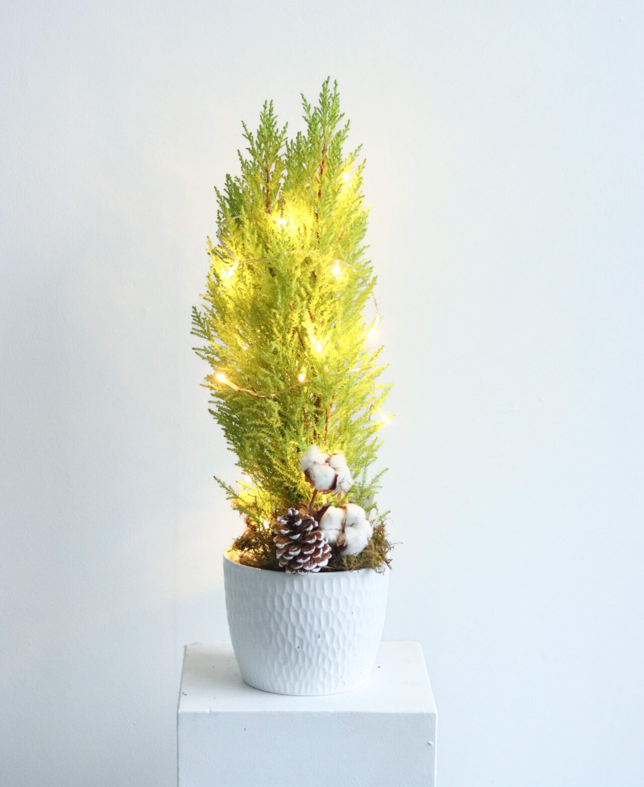 6” cypress tree lit in white dimpled pot-1