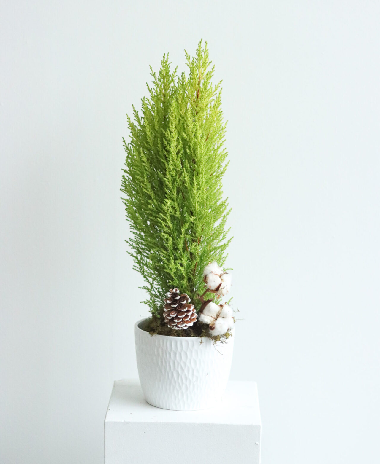 60 cypress tree in white dimpled pot-1