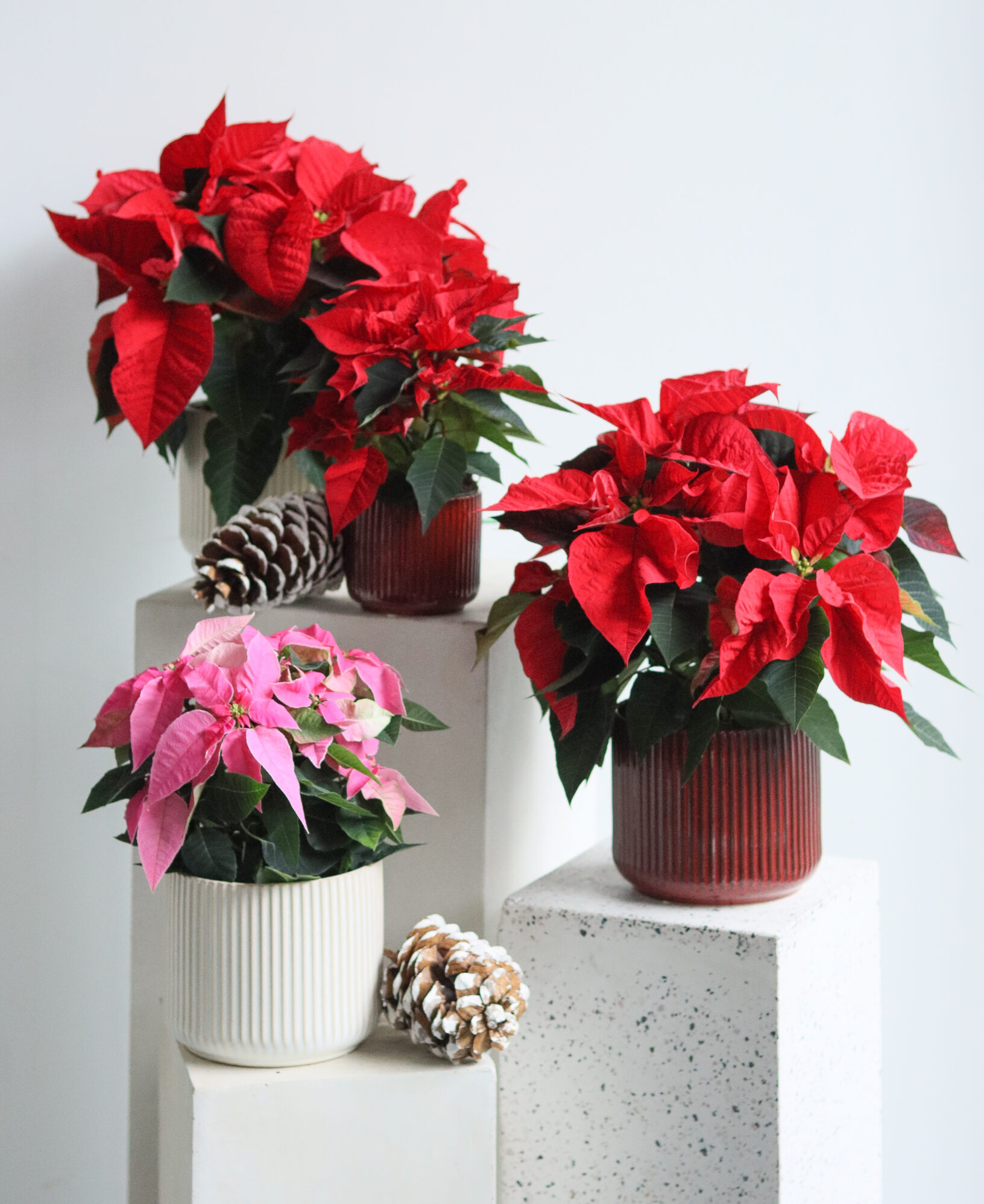 Holiday Plants and Mixed Planters