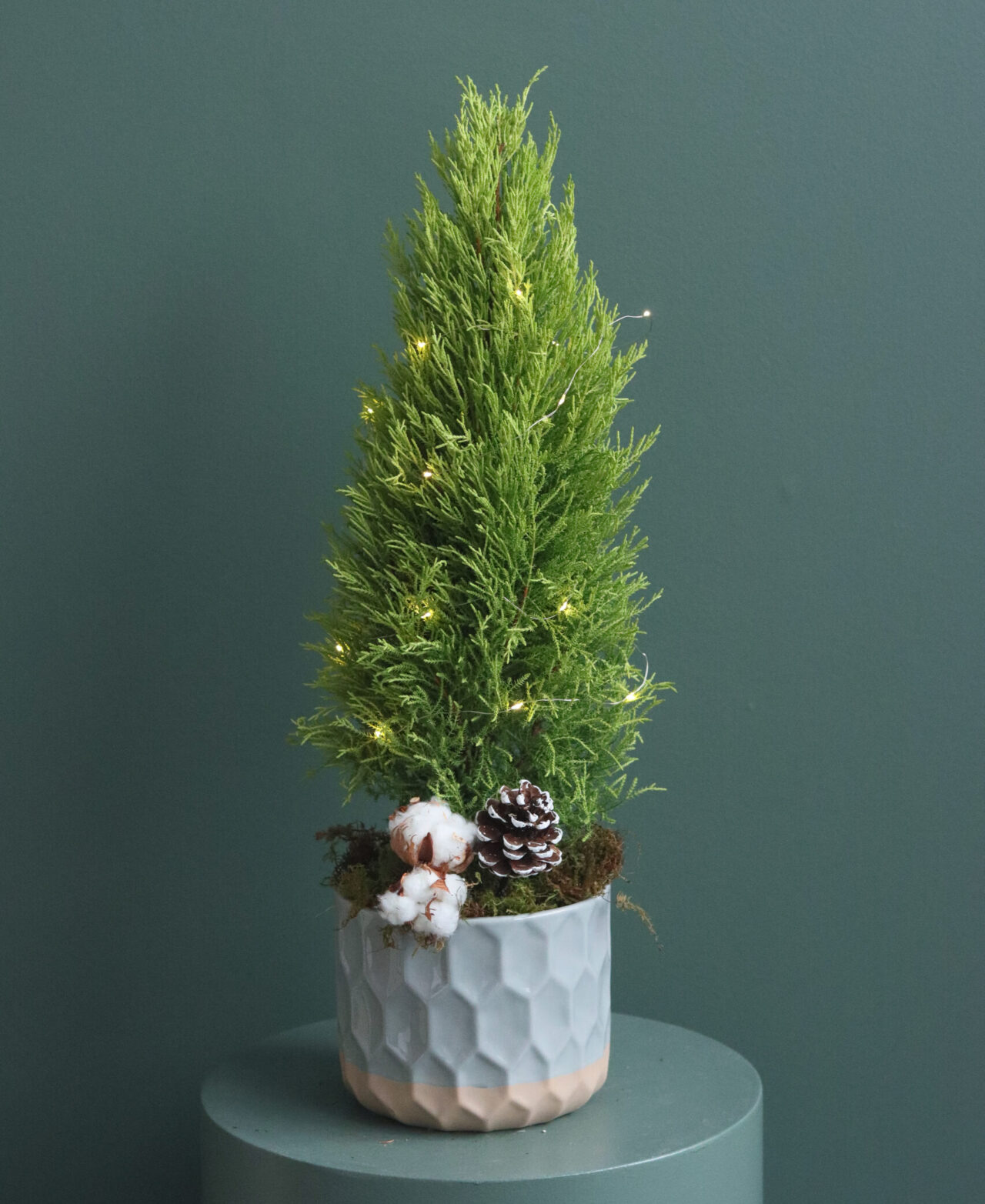 6” cypress tree dimpled grey pot lit