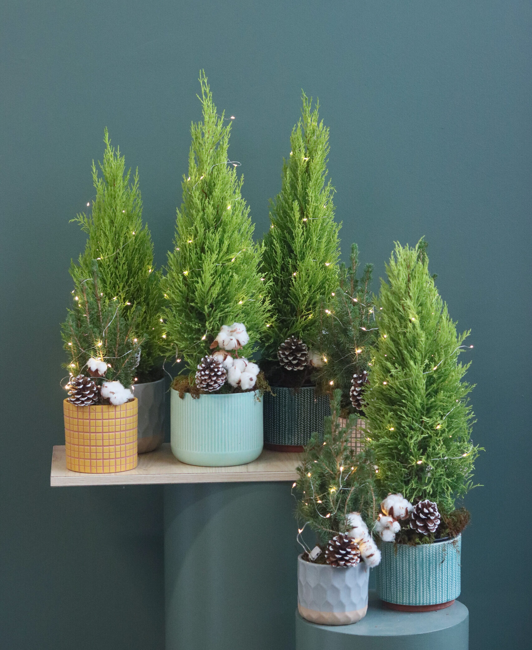 Holiday Cypress Tree Collection