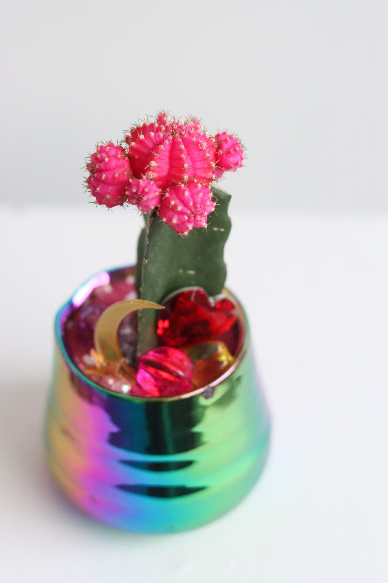 rainbow mon small aerial closeup