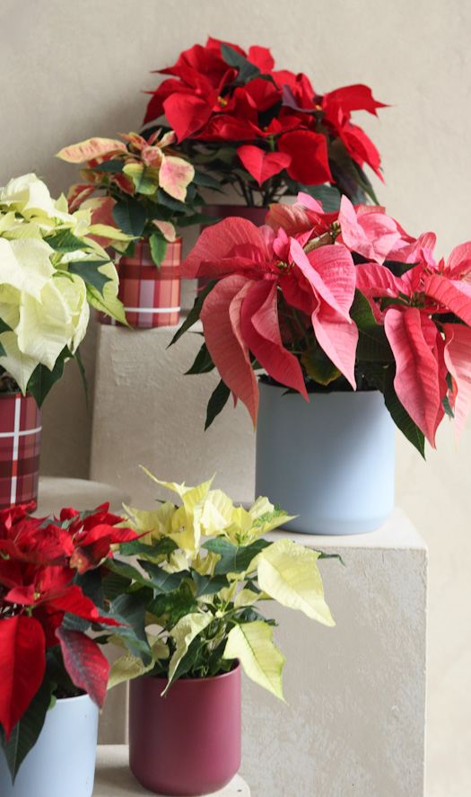 Poinsettia group closeup-1