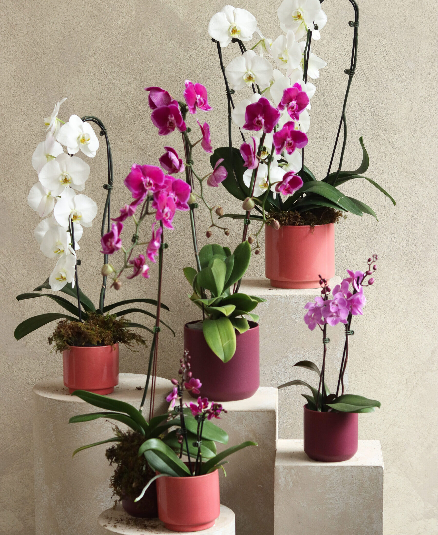 Valentine’s Orchid Collection