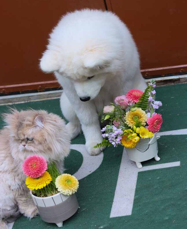 PISTIL PAWS - PET COLLECTION